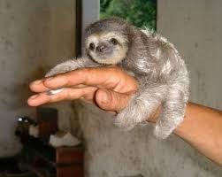 Buddhist Sloth Cute Animals Cute Baby Sloths Baby Sloth