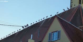 Der Lbv Und Corona Was Die Corona Krise Noch Fur Uns Bedeutet Storch Weiss Bayern