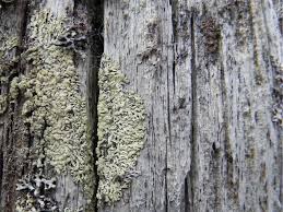 Image result for Melinis ambigua