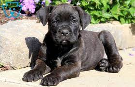 Love Cane Corso Puppy For Sale Keystone Puppies Cane Corso Puppies Cane Corso Corso Dog