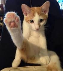 Coussinets Et Pattes De Chats 15 Photos Felines Absolument Craquantes See unbiased reviews of patte de chat, rated 4 of 5 on tripadvisor and ranked #2,096 of 5,835 restaurants in saitama. coussinets et pattes de chats 15