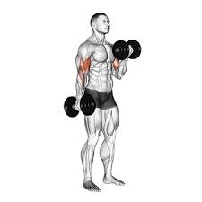 Das beste arm workout für dich ist das, an dem du dranbleibst. á… 5 Bizeps Curls Kurzhantel Ubungen Bilder Videos