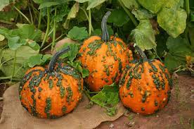 Repeat morning and night for two weeks to start seeing results. Warty Goblin Pumpkin Farmore Seedway