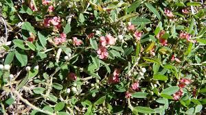 Image result for Indigofera erythrogramma