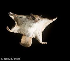 Capture The Incredible Using The Photo Trap And High Speed Flash Flying Squirrel Funny Cute Squirrel