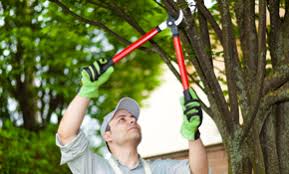 Professional arborist with over 31yrs. Top 10 Best Tree Removal Services In Columbus Oh Angi Angie S List