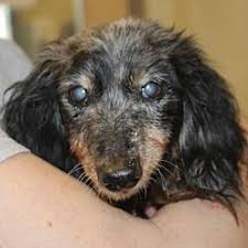 Proven tips from dog experts that has worked for more than 875,000 dog owners worldwide. Asheville North Carolina Dachshund Meet Double A For Adoption Https Www Adoptapet Com Pet 25007223 Asheville Dachshund Dachshund Adoption Pet Adoption