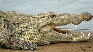 Nile Croc Smile Nile Crocodile Crocodile Animal Crocodiles