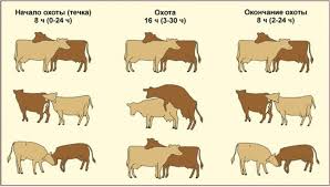 Акт на ректальное исследование коров