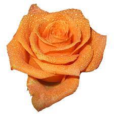 An Entry From Transparent Flowers Powered By Tumblr Com Transparent Flowers Flower Aesthetic Orange Aesthetic