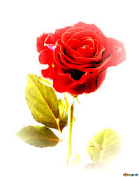 See more ideas about rose, pretty flowers, beautiful flowers. Download Free Picture Beautiful Rose Flower On Cc By License Free Image Stock Torange Biz Fx 113097