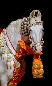Marwari Horse In Traditional Indian Finery Photo Ekaterina Druz Marwari Horses Rare Horses Horses And Dogs