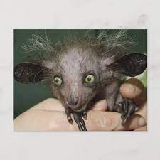 Aye Aye With Green Eyes Big Ears And Spare Hair Postcard In 2021 Weird Looking Animals Scary Animals Unusual Animals