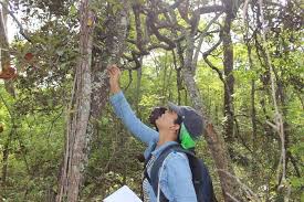 Image result for Cryptosepalum exfoliatum