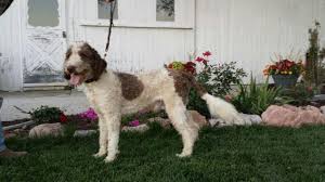 We've done a lot of independent research on labradoodle puppies in indiana and have chosen the top breeders from sources like the australian labradoodle. Cute Labradoodle Puppies 15 Weeks For Sale In Grabill Indiana Classified Americanlisted Com