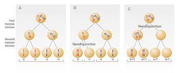 Nondisjunction The Definitive Guide Biology Dictionary