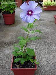 Plantfiles Pictures Rose Of Sharon Blue Satin Hibiscus Syriacus By Jode Easy Perennials Planting Flowers Rose Of Sharon