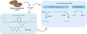 Image result for Cassia sieberiana