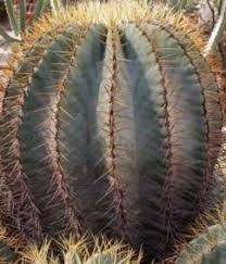Look up the spanish to english translation of golden barrel cactus in the pons online dictionary. What Are Succulent Plants And Where Are They From Succulent Plant Care
