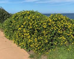 Image result for Chrysanthemoides monilifera