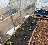 Little progress today planters filled and 40 strawberry ...