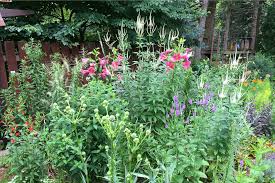 Check spelling or type a new query. Creating Native Habitat Yard By Yard The Allegheny Front