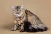Selkirk Rex Cat Breed - Complete Description, Pictures, Videos