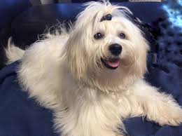 trini 8 months just washed and brushed malteser lange haare