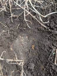 How To Improve Lawn With Brown Patches Bunnings Workshop Community