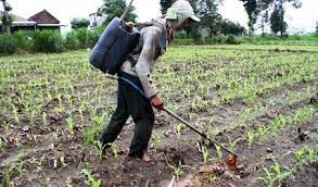 Bebas untuk bisnis & pribadi, gunakan fitur sortir canggih. Foto Kelangkaan Pupuk Tetes Tebu Alternatif Pemupukan Jagung Madiunpos Com News Madiunpos Com
