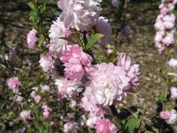 I've had my sweet almond bush for several years now and keep it potted. You Be The Judge Of Dwarf Flowering Almond Columbia Star