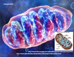 We did not find results for: Mitochondria Microbewiki