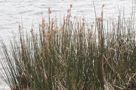 Image result for Juncus kraussii