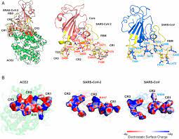 A complete blood count, or cbc, measures. Enhanced Receptor Binding Of Sars Cov 2 Through Networks Of Hydrogen Bonding And Hydrophobic Interactions Pnas