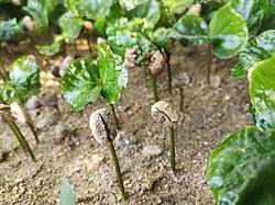 Image result for Coffea schliebenii
