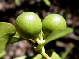 Image result for Strychnos