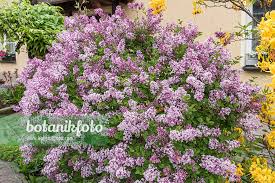 Image result for Syringa meyeri ´Palibin
