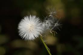 Image result for Crassocephalum rubens