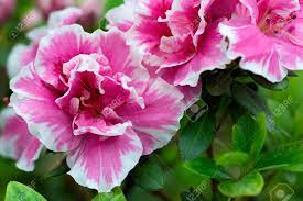 Walmart.com has been visited by 1m+ users in the past month Floral Background Of Lush Fresh Pink Azalea Flowers With White Stock Photo Picture And Royalty Free Image Image 98554343