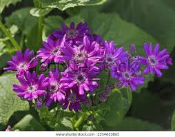 Image result for Cineraria