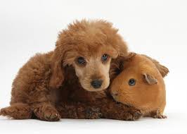 There are three general sizes of poodle: Apricot Miniature Poodle Pup With Red Greeting Card For Sale By Mark Taylor