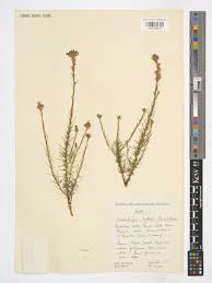 Image result for Wahlenbergia huttonii