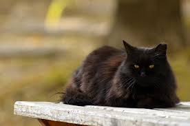 Kedi Odtu Hayvan Dostlari