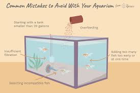 There are many options for you to choose from, depending on your aesthetic preferences and budget (as well as the amount of work you want to do). Common Mistakes When Starting A New Aquarium