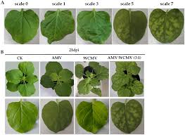 Image result for Alfalfa mosaic virus
