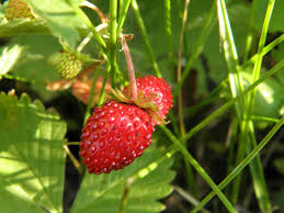 Земляника: 120 стихотворений и 20 песен - Блог «ВО!круг книг» библиотеки  им. А.С. Пушкина и библиотек Челябинска