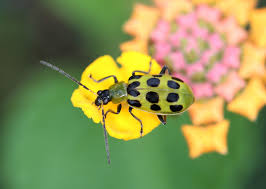 They commonly eat flies, beetles, gnats, and mosquitoes to name a few. Cucumber Beetles How To Get Rid Of Cucumber Beetles In The Garden The Old Farmer S Almanac