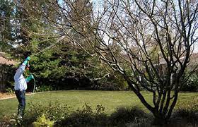 Spraying Fruit Trees Means Nursery