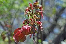 Image result for Erythrophysa