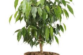 Résultat de recherche d'images pour "braided fig tree"